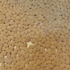 Fresh Japanese Natto ー 納豆 ー