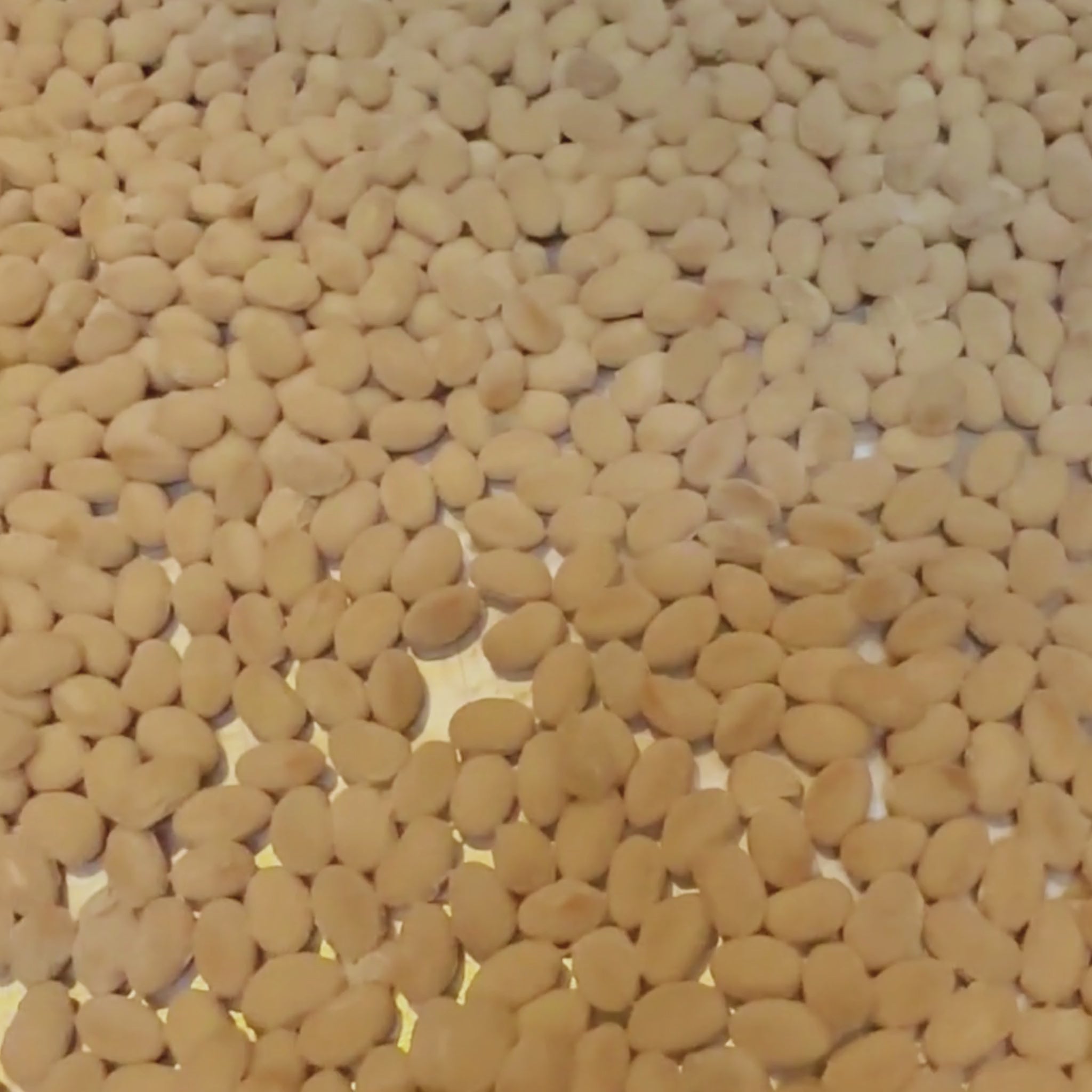Fresh Japanese Natto ー 納豆 ー